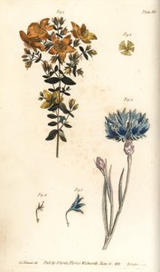 orbáncfű, Hypericum perforatum, Polyadelphia alkotó: Sydenham Teast Edwards