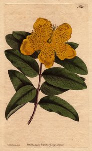 Széles sárga virágú orbáncfű. Nagy virágú orbáncfű sárga virágokkal. Hypericum calycinum. Kézi színű rézmetszet Sydenham Edwards botanikai illusztrációjáról, William Curtis „” Botanical Magazine”-ból, 1790-1800. alkotó: Sydenham Teast Edwards