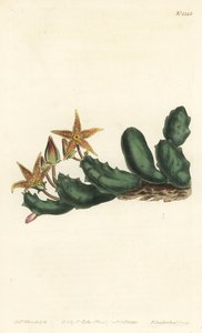 Stisseria geminata (Kétvirágú stapelia, Stapelia geminata). F. Sansom Jr. kézi színű rézmetszete Sydenham Edwards illusztrációja után a William Curtis Botanical Magazine-ból, T. Curtis, London alkotó: Sydenham Teast Edwards