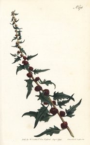 Eperspinár bagettben - Leveles lúdtalp, Chenopodium foliosum (Strawberry blite, Blitum virgatum). Sansom kézzel színezett rézmetszet Sydenham Edwards illusztrációja nyomán William Curtis Botanical Magazine Londonból alkotó: Sydenham Teast Edwards