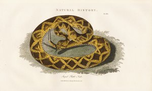 Csíkos csörgőkígyó alkotó: Sydenham Teast Edwards
