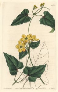 Stigmaphyllon, Dél-Amerikában őshonos – Erős víz S. Wattstól Sarah Anne Drake (1803-1857) illusztrációjából, a botanikai nyilvántartásból alkotó: Sydenham Teast Edwards