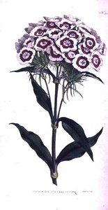 Édes Vilmos vagy szakállas rózsaszín (Dianthus barbatus), 205-ös tábla William Curtis „The Botanical Magazine”-ból (vagy „Virágoskert bemutatva”), a művész által metszett, kocsma. 1792 (metszet) alkotó: Sydenham Teast Edwards