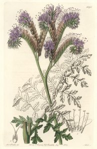 Tansy level phacelia, őshonos Kaliforniában – S. Watts Water Forte Sarah Anne Drake (1803-1857) illusztrációjából, a Botanical Registerből alkotó: Sydenham Teast Edwards