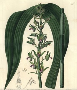 Szárazföldi orchidea fajta - Vad kókusz orchidea, Eulophia alta (Woodford