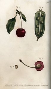 A borsóhéj (hüvelyes) és a cseresznye (vagy vadcseresznye vagy madarak) termésének része. Színes rézmetszet, Sydenham Edwards (1768-1819) illusztrációja a Lambethi Botanikus Kert (Anglia) botanikai konferenciájához alkotó: Sydenham Teast Edwards