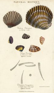 Tüskés kagyló, Cardium echinatum, csonka doromb, Donax crenulata, és nyolcszegélyű fogas kagyló, Dentalium octangulatum. Kézzel színezett rézmetszet Sydenham Edwards után, John Mason Good Pantologia, a New Encyclopedia című művéből, G. Kearsley, London. alkotó: Sydenham Teast Edwards