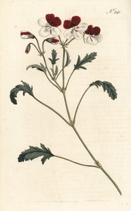 Háromszínű darucsőrű, Pelargonium tricolor. Kézzel színezett rézmetszet Sansomtól Sydenham Edwards illusztrációja nyomán William Curtis Botanical Magazine-ból, London alkotó: Sydenham Teast Edwards