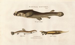 Három szokatlan halfaj alkotó: Sydenham Teast Edwards