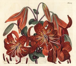 Tigrisliliom - Tigrisliliom, Lilium lancifolium (Tigrisfoltos kínai liliom, Lilium tigrinum). F. Sansom Jr. kézi színű rézmetszete Sydenham Edwards illusztrációja után a William Curtis Botanical Magazine-ból, T. Curtis, London alkotó: Sydenham Teast Edwards