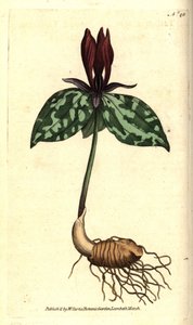 Varangyernyő vagy ülő trillium, Trillium sessile. Kézzel színezett rézmetszet James Sowerby botanikai illusztrációja nyomán William Curtis The Botanical Magazine-jából, Lambeth Marsh, London alkotó: Sydenham Teast Edwards