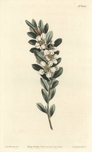 Fa a vagy ausztrál mirtusz - Tengerparti teafa, Leptospermum laevigatum (Smooth fabricia, Fabricia laevigata). F. Sansom Jr. kézi színű rézmetszete Sydenham Edwards illusztrációja után, William Curtis Botanical Magazine, T. Cur alkotó: Sydenham Teast Edwards