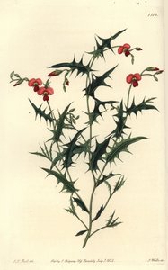 Háromszög alakú chorozema, Chorozema triangulare. S. Watts kézi színű rézmetszet J.T. illusztrációja után. Hart a Sydenham Edwards Botanical Register-ből, Ridgeway, London alkotó: Sydenham Teast Edwards