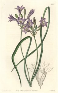 Triteleia ou brodiacea lache – S. Watts vízi forte Sarah Anne Drake (1803-1857) illusztrációjából, a botanikai nyilvántartásból alkotó: Sydenham Teast Edwards