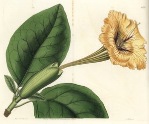 Trombita liana vagy csésze arany - Kehely szőlő vagy foltos virágú solandra, Solandra guttata. S. Watts kézi színű rézmetszet Miss Sarah Drake illusztrációja után a Sydenham Edwards Botanical Register-ből, Ridgeway, London alkotó: Sydenham Teast Edwards