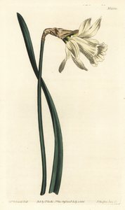 Trombita nárcisz - Kisebb fehér spanyol nárcisz, Narcissus pseudonarcissus subsp. moschatus (Narcissus moschatus). F. Sansom Jr. kézi színű rézmetszete Sydenham Edwards illusztrációja után a William Curtis Botanical Magazine-ból, T. alkotó: Sydenham Teast Edwards