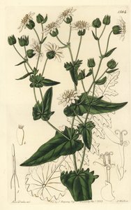 Fehérrépalevelű pézsmacukorka, Moscharia pinnatifida. S. Watts kézi színű rézmetszet Miss Sarah Drake illusztrációja nyomán a Sydenham Edwards Botanical Register-ből, Ridgeway, London alkotó: Sydenham Teast Edwards