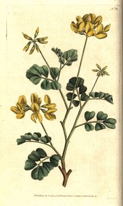 Valencia Coronilla - Skorpió bükköny, Coronilla valentina subsp. glauca (tengerzöld vagy nappalszagú coronilla, Coronilla glauca). Kézzel színezett rézmetszet Sydenham Edwards botanikai illusztrációja nyomán William Curtis The Botanical Magazine-jából alkotó: Sydenham Teast Edwards