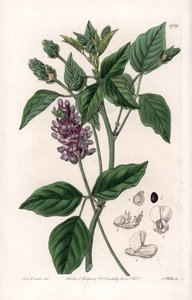 Variete de Psoralea – S.Watts gravírozott tábla Sarah Anne Drake (1803-1857) illusztrációjából, a Sydenham Edwards (1768-1819) botanikai nyilvántartásából, Angliából alkotó: Sydenham Teast Edwards