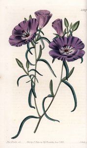 A dél-amerikai származású Clarkia fajtája S.Watts gravírozása, Sarah Anne Drake (1803-1857) illusztrációja alapján, a Sydenham Edwards (1768-1819) botanikai nyilvántartásából, Angliából alkotó: Sydenham Teast Edwards