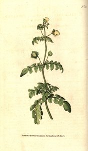 A calceoláris fajták - Pinnated papucsfű, Calceolaria pinnata. Kézzel színezett rézmetszet James Sowerby botanikai illusztrációja nyomán William Curtis The Botanical Magazine-jából, Lambeth Marsh, London alkotó: Sydenham Teast Edwards