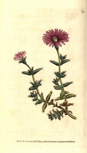 Ficoid fajták - Szakállas füge körömvirág, Mesembryanthemum barbarum. Kézzel színezett rézmetszet William Curtis The Botanical Magazine botanikai illusztrációja után, Lambeth Marsh, London alkotó: Sydenham Teast Edwards
