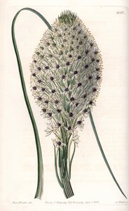 Liliomfélék (Helonias asphodeloides) fajtája – S. Watts metszet, Sarah Anne Drake (1803-1857) illusztrációja alapján, a Sydenham Edwards (1768-1819) botanikai nyilvántartásából, Angliából alkotó: Sydenham Teast Edwards