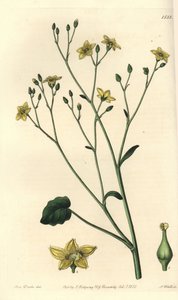 Ausztráliában honos villarsia fajtája - Ornduffia reniformis (Villarsia reniformis). S. Watts kézi színű rézmetszet Miss Sarah Drake illusztrációja után a Sydenham Edwards Botanical Register-ből, Ridgeway, alkotó: Sydenham Teast Edwards