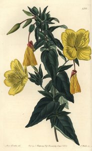 Különféle ligetszépe vagy fű szamarakkal - Ligetszépe, Oenothera fruticosa subsp. glauca (Glaucous oenothera, Oenothera glauca). S. Watts kézi színű rézmetszet Miss Sarah Drake illusztrációja után a Sydenham Edwardsból alkotó: Sydenham Teast Edwards