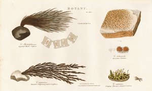 Különböző algafajok (Conferva) alkotó: Sydenham Teast Edwards