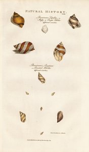 Különböző Whelks fajok alkotó: Sydenham Teast Edwards