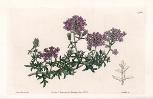 Verbena multifide – S. Watts metszet, Sarah Anne Drake (1803-1857) illusztrációja alapján, a Sydenham Edwards (1768-1819) botanikai nyilvántartásából, Angliából alkotó: Sydenham Teast Edwards