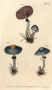 Verdigris gomba vagy verdigris galóca, Stropharia aeruginosa, Gombák, Cryptogamia. F. Sansom kézi színű rézmetszete Sydenham Edwards botanikai illusztrációjáról William Curtis Botanikai előadásaihoz, a Botanikus Kertben alkotó: Sydenham Teast Edwards