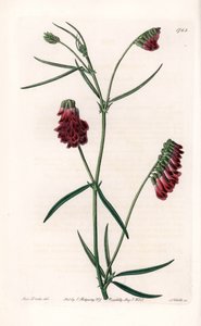 Vesces Variete – S. Watts által gravírozott tábla Sarah Anne Drake (1803-1857) illusztrációjáról, a Sydenham Edwards (1768-1819) botanikai nyilvántartásából, Anglia alkotó: Sydenham Teast Edwards