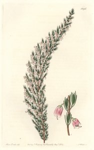 Hólyagos epiárium, eredetileg Európából – S. Watts Water forte Sarah Anne Drake (1803-1857) illusztrációjából, a botanikai nyilvántartásból alkotó: Sydenham Teast Edwards