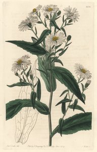 Virgine Aster vagy Harvester – S. Watts Erős víz Sarah Anne Drake (1803-1857) illusztrációjából, a botanikai nyilvántartásból alkotó: Sydenham Teast Edwards