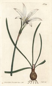 Virginia Amaryllis - Atamasco liliom, Zephyranthes atamasco (Amaryllis atamasco) - Sansom kézzel színezett rézmetszet Sydenham Edwards illusztrációja után, William Curtis Botanical Magazine-jában, London alkotó: Sydenham Teast Edwards