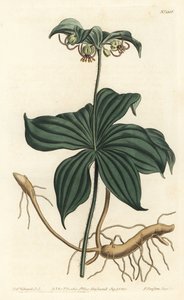 Virginia Medeole vagy vaduborka - indiai uborka, Medeola virginiana. F. Sansom Jr. kézi színű rézmetszete Sydenham Edwards illusztrációja után a William Curtis Botanical Magazine-ból, T. Curtis, London alkotó: Sydenham Teast Edwards