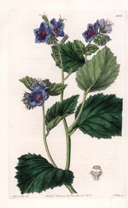 Viskózus Phacelia – S. Watts által gravírozott lemez Sarah Anne Drake (1803-1857) illusztrációjáról, a Sydenham Edwards (1768-1819) botanikai nyilvántartásából, Angliából alkotó: Sydenham Teast Edwards