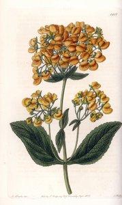 Viszkózus kalceoláris (vagy kis papucs) - S.Watts gravírozott tábla Sarah Anne Drake (1803-1857) illusztrációjáról, a Sydenham Edwards (1768-1819) botanikai nyilvántartásából, Angliából alkotó: Sydenham Teast Edwards
