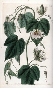 Fehér virágos golgotavirág - S.Watts gravírozott tábla Sarah Anne Drake (1803-1857) illusztrációjáról, a Sydenham Edwards (1768-1819) botanikai nyilvántartásából, Anglia alkotó: Sydenham Teast Edwards
