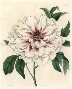 Fehér cserje bazsarózsa – Erős víz, S. Watts Thomas Allport (1804-1879) illusztrációjából, a botanikai nyilvántartásból alkotó: Sydenham Teast Edwards