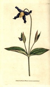 Egész levelű klematit - egészlevelű klematisz vagy szüzek, Clematis integrifolia. Kézzel színezett rézmetszet William Curtis The Botanical Magazine botanikai illusztrációja után, Lambeth Marsh, London alkotó: Sydenham Teast Edwards