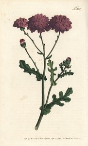 Wild cineraire - Lila ürge vagy parlagfű, Senecio elegans. Sansom kézzel színezett rézmetszet Sydenham Edwards illusztrációja nyomán William Curtis Botanical Magazine-ból, London alkotó: Sydenham Teast Edwards