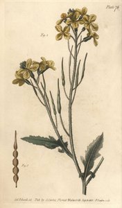 Vadretek, Raphanus raphanistrum, Siliquosa. F. Sansom kézi színű rézmetszete Sydenham Edwards botanikai illusztrációjáról William Curtis Botanikai előadásaihoz, a lambethi botanikus kertben alkotó: Sydenham Teast Edwards