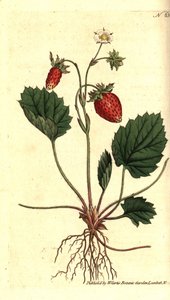 Erdei szamóca, Fragaria vesca (Versailles-i egylevelű eper vagy eper, Fragaria monophylla). Kézzel színezett rézmetszet William Curtis Botanical Magazine botanikai illusztrációja után, Lambeth Marsh, London alkotó: Sydenham Teast Edwards