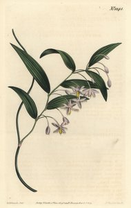 Wombat berry, vagy széleslevelű eustrephus, Eustrephus latifolius. Kézzel színezett rézmetszet, készítette F. Sansom Jr. Sydenham Edwards illusztrációja után, William Curtis