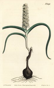 Wurmbea monopetala (Sok virágú melanthium, Melanthium monopetalum). F. Sansom Jr. kézi színű rézmetszete Sydenham Edwards illusztrációja után a William Curtis Botanical Magazine-ból, T. Curtis, London alkotó: Sydenham Teast Edwards