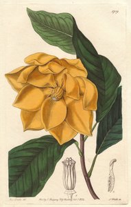 Sárgavirágú magnólia, őshonos Jáván (Indonézia) – Erős víz S. Wattstól Sarah Anne Drake (1803-1857) illusztrációjából, a botanikai nyilvántartásból alkotó: Sydenham Teast Edwards