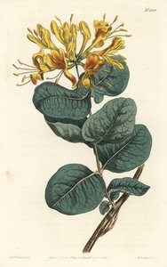 Sárga virágú farkas, Lonicera flava. F. Sansom Jr. kézi színű rézmetszete Sydenham Edwards illusztrációja után a William Curtis Botanical Magazine-ból, T. Curtis, London alkotó: Sydenham Teast Edwards